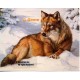 Wolf in Snow  - #ROR405  -  PRINT