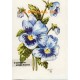 Blue Pansies  - #TOR952  -  PRINT