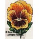 Yellow Gold Pansy  - #TOR136  -  PRINT