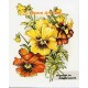 Pansies  - #TOR863  -  PRINT