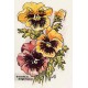 Pansies  - #TOR5060  -  PRINT