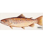 Brown Trout  - BOR20  -  PRINT