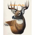White-Tailed Deer  - #BOR43  -  PRINT
