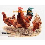 Rooster & Hens  - #BOR5  -  PRINT