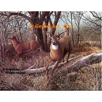 White Tailed Deer  - #BOR52  -  PRINT