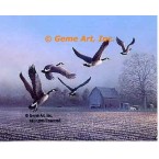 Geese Over Farm Field  - #BOR54  -  PRINT