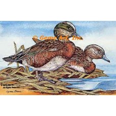 American Wigeon: Hen & Drake  - #COR21  -  PRINT