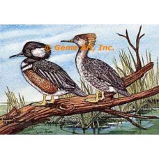 Hooded Merganser  - #COR22  -  PRINT