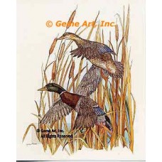 Mallards In Flight  - #COR39  -  PRINT