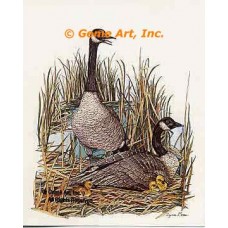 Canadian Geese  - #COR41  -  PRINT