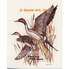 Teals  - #COR63  -  PRINT