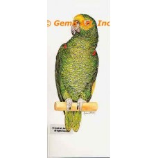 Amazon Parrot  - #COR65  -  PRINT