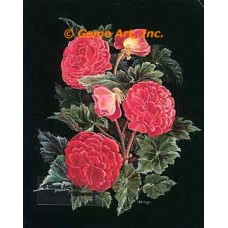 Begonias  - ZOR1006  -  PRINT