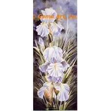 Amazing Grace Iris  - LOR620  -  PRINT