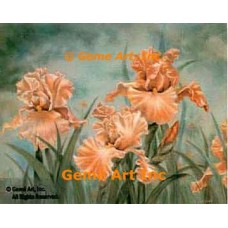 Peach Iris  - ZOR310  -  PRINT