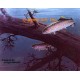 Rainbow Trout  - QOR12  -  PRINT