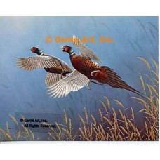 Pheasants  - #QOR32  -  PRINT