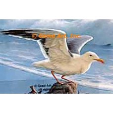 Seagull  - #QOR42  -  PRINT