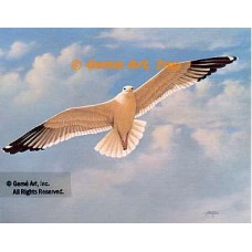 Seagull  - #QOR5  -  PRINT