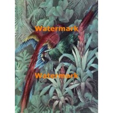 Foil Print  - #XS13662F  -  FOIL PRINT