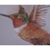 Hummingbirds Project #MOR904