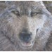 Wolves Project #ROR901