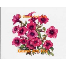 Purple Petunias  - WOR121  -  PRINT