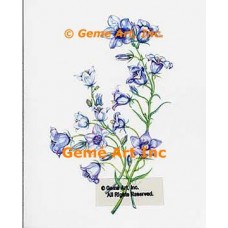 Canterbury Bells  - WOR136  -  PRINT