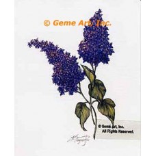 Purple Lilacs  - ZOR895  -  PRINT