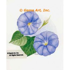 Morning Glories  - #LOR907  -  PRINT