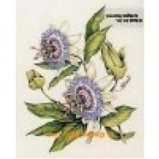 Passion Flowers  - #MOR907  -  PRINT