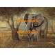 Gentle Touch  - #XXKL10742  -  PRINT