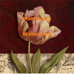 Postcard Tulip  - #XXKP11370  -  PRINT
