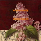 Postcard Lilac  - #XXKP11371  -  PRINT