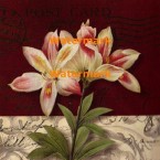 Postcard Lily  - #XXKP11373  -  PRINT