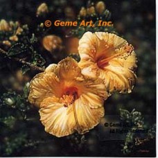 Shadow Of The Light  - ROR502  -  PRINT