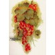 Grapes  - #SOR5  -  PRINT