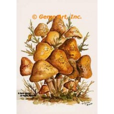 Mushroom Cluster  - #SOR58  -  PRINT