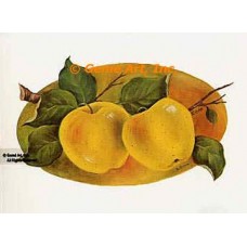 Apples  - #SOR65  -  PRINT