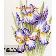Purple & White Iris  - SOR87  -  PRINT