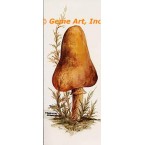 Mushroom  - #SOR56  -  PRINT