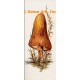 Mushroom  - #SOR57  -  PRINT