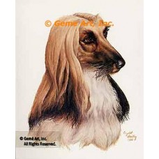 Afghan Hound  - #IOR107  -  PRINT