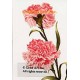 Pink Carnations  - #IORIB123-1  -  PRINT