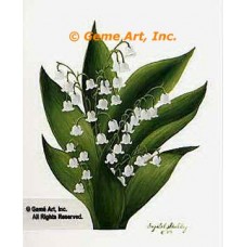 Lily Of The Valley  - #IOR133  -  PRINT