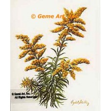 Goldenrod  - #IOR137  -  PRINT