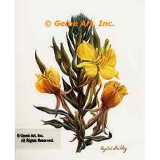 Wild Cinquefoil  - #IOR139  -  PRINT