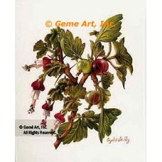 Gooseberry  - #IOR141  -  PRINT