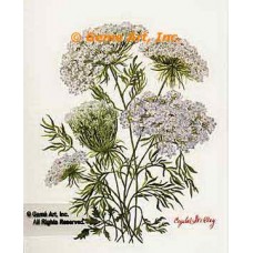 Queen Anne's Lace  - #IOR145  -  PRINT