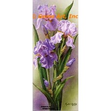 Purple Iris  - IOR167  -  PRINT